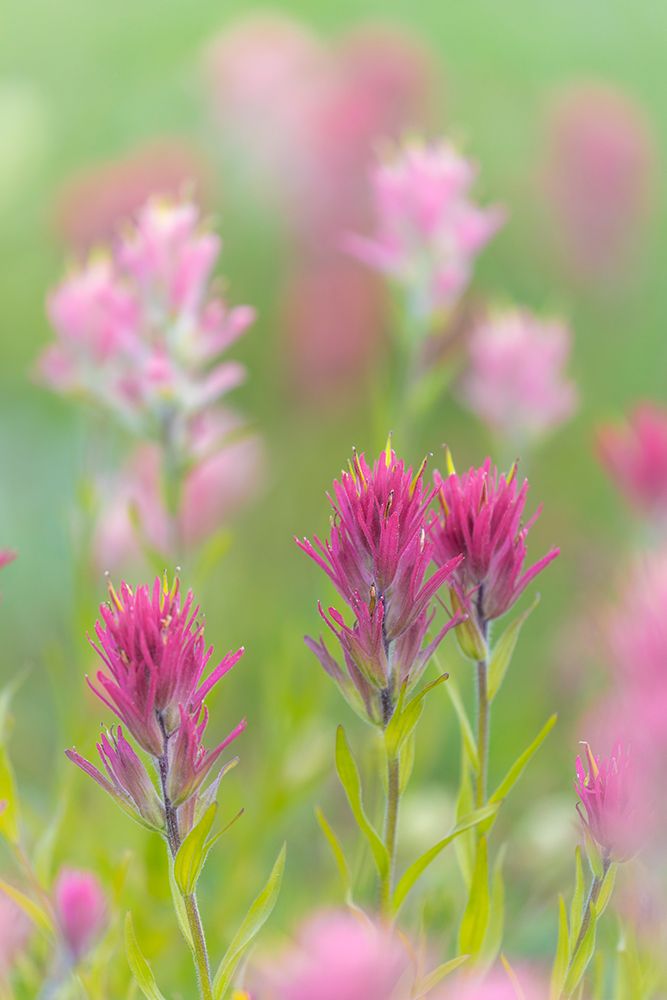 Canada, British Columbia, East Kootenay Mountains. Indian paintbrush flowers. art print by Jaynes Gallery for $57.95 CAD