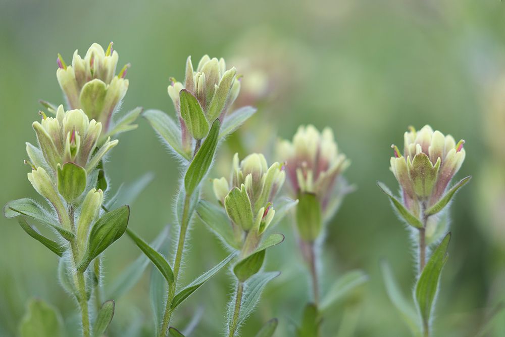 Canada, British Columbia, East Kootenay Mountains. Indian paintbrush flowers. art print by Jaynes Gallery for $57.95 CAD
