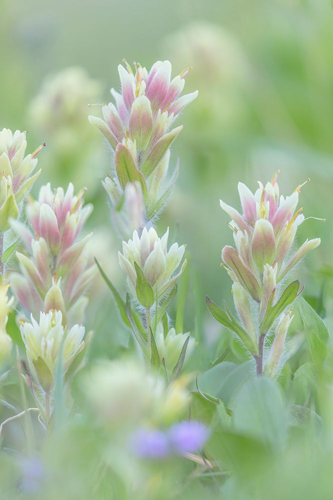 Canada, British Columbia, East Kootenay Mountains. Indian paintbrush flowers. art print by Jaynes Gallery for $57.95 CAD