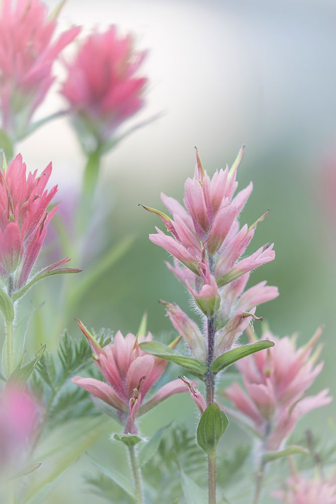 Canada, British Columbia, East Kootenay Mountains. Indian paintbrush flowers. art print by Jaynes Gallery for $57.95 CAD
