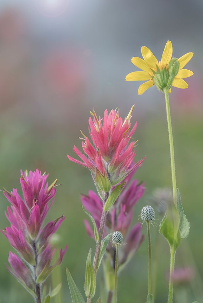 Canada, British Columbia, East Kootenay Mountains. Indian paintbrush and daisy flowers. art print by Jaynes Gallery for $57.95 CAD