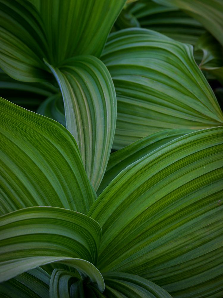 British Columbia Art prints and posters