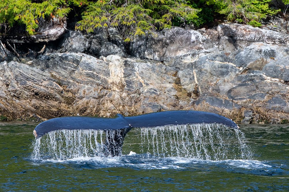 Canada-British Columbia-Great Bear Rainforest Humpback whale tail art print by Cindy Miller Hopkins for $57.95 CAD