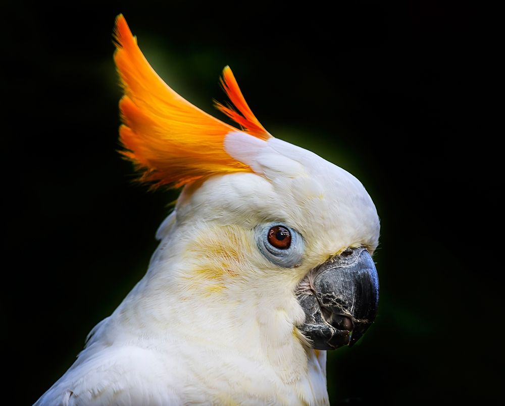 Orange Crest Citron Crested Cockatoo Medium sized cockatoo endangered species from Indonesia art print by William Perry for $57.95 CAD