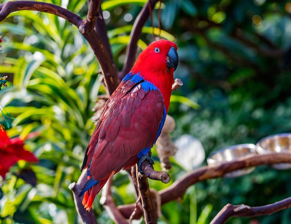 Red blue Female Eclectus Parrot close-up Native to Solomon Islands-New Guinea art print by William Perry for $57.95 CAD