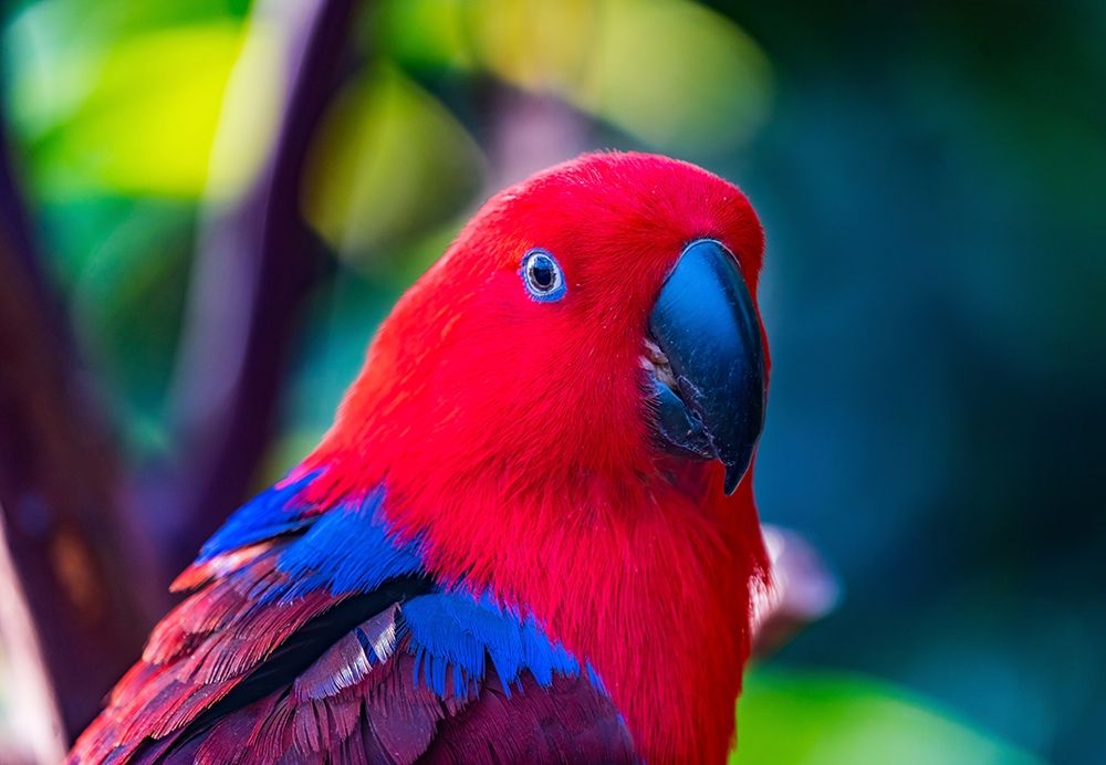 Red blue Female Eclectus Parrot close-up Native to Solomon Islands-New Guinea art print by William Perry for $57.95 CAD