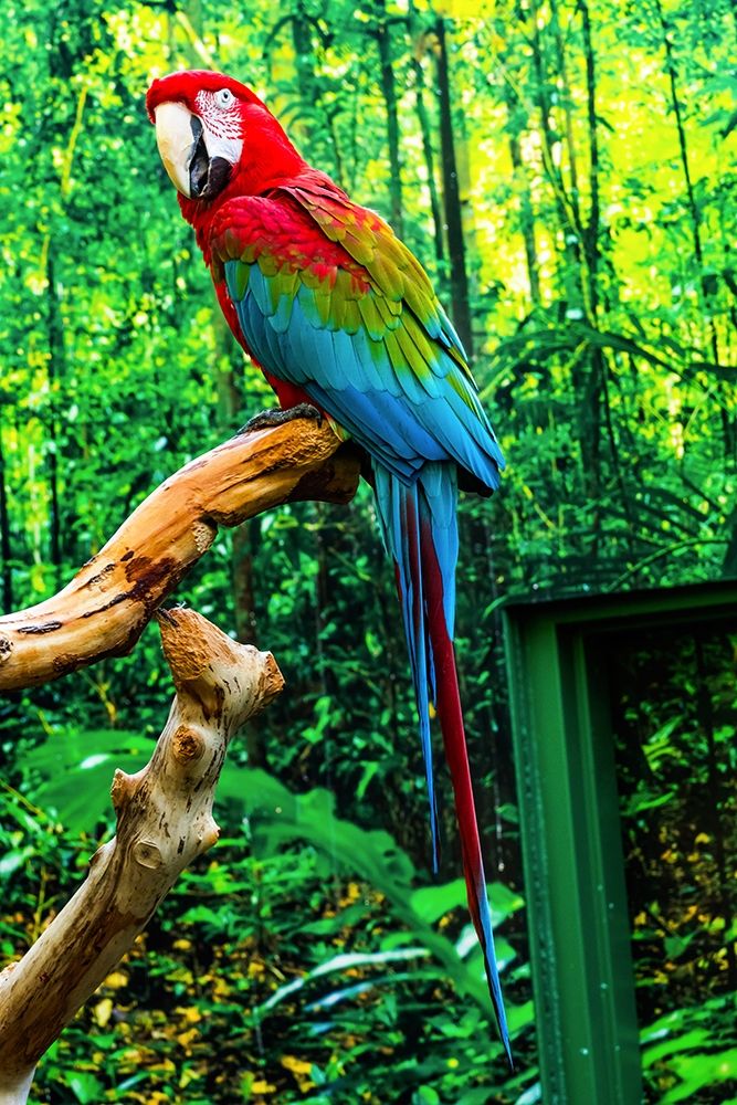 green Wing Macaw Originally from South America, art print by William Perry for $57.95 CAD