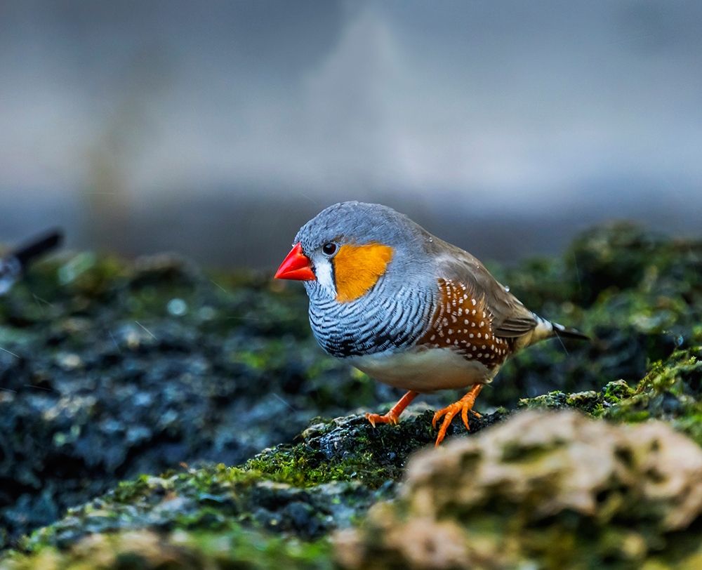 Orange-cheeked Waxbill Close-Up Originated Western Africa art print by William Perry for $57.95 CAD
