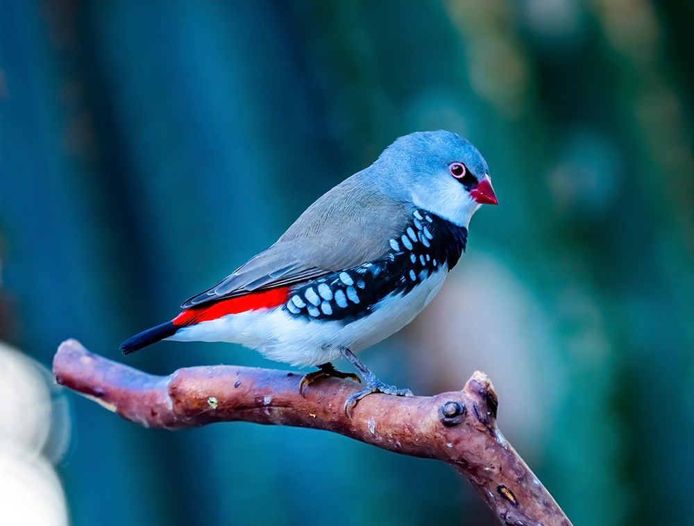 Red Grey Diamond Firetail Finch Plumage Close-Up Native of Australia art print by William Perry for $57.95 CAD