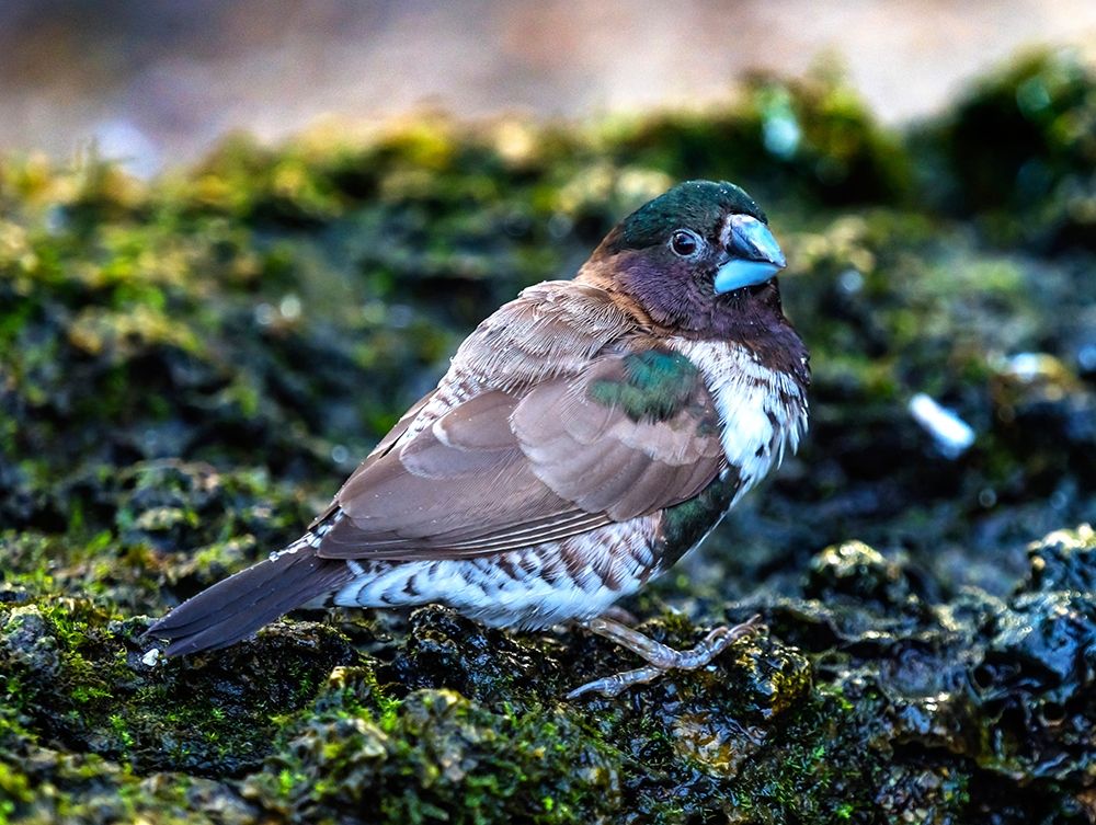 Society Finch Plumage Close-Up Native of North America art print by William Perry for $57.95 CAD