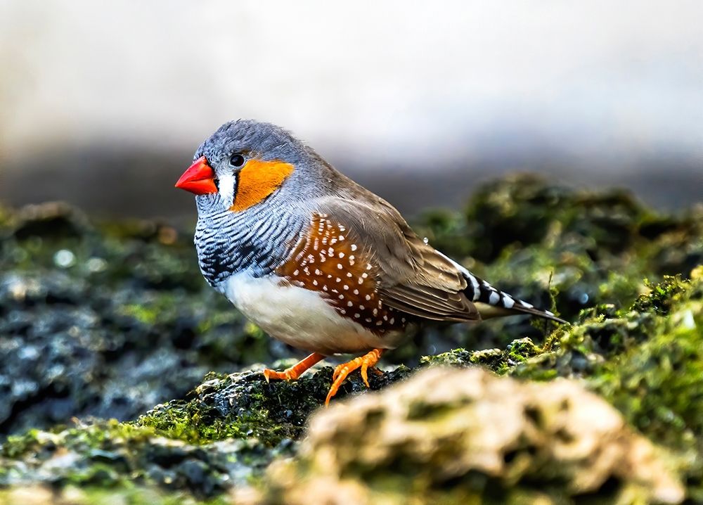 Orange-cheeked Waxbill Close-Up Originated Western Africa art print by William Perry for $57.95 CAD