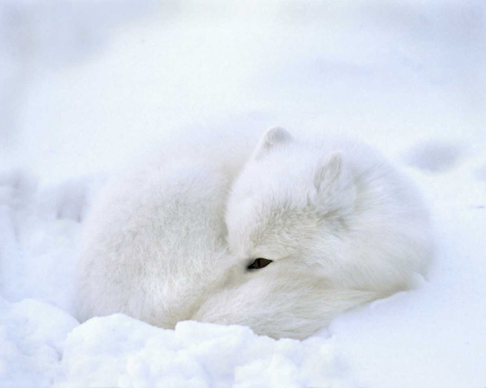 Canada, Churchill Artic fox rests in a snowdrift art print by David Kelley for $57.95 CAD