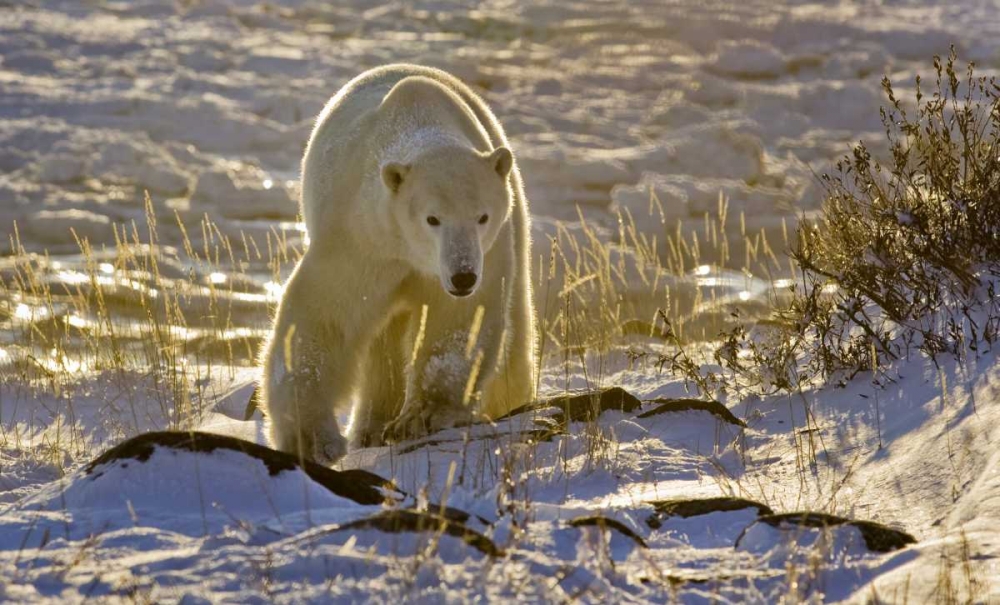 Canada, Manitoba, Churchill Backlit polar bear art print by Wendy Kaveney for $57.95 CAD