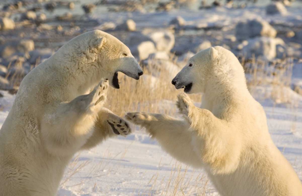 Canada, Churchill Sparring polar bears art print by Wendy Kaveney for $57.95 CAD