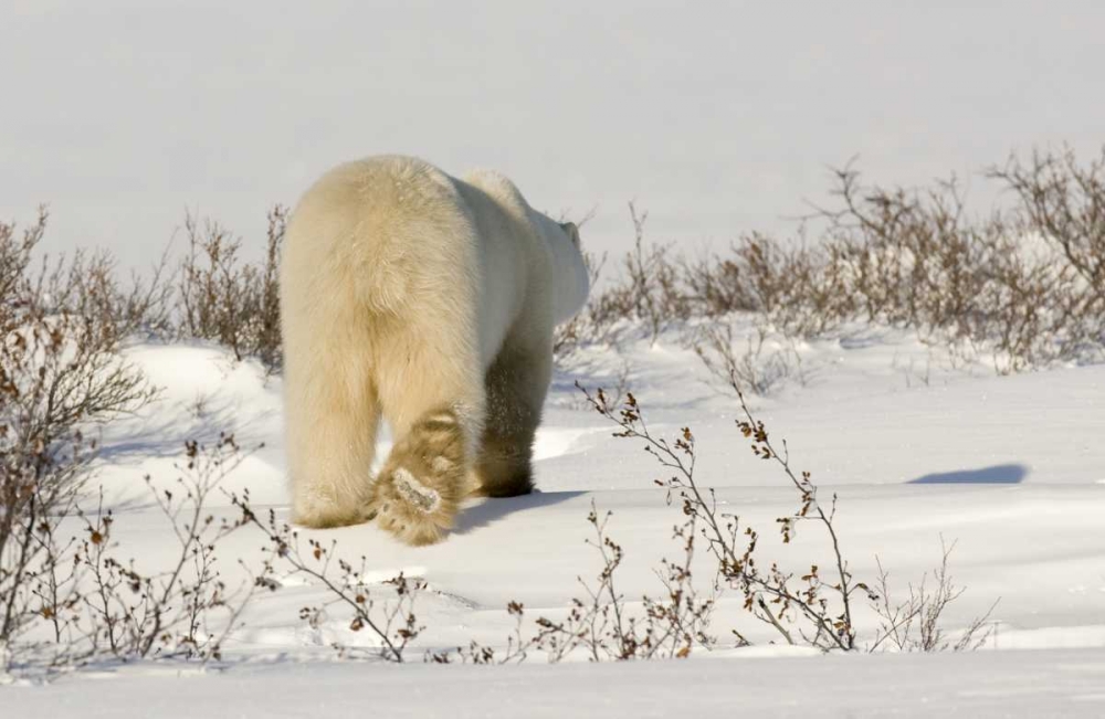 Canada, Manitoba, Churchill Walking polar bear art print by Wendy Kaveney for $57.95 CAD