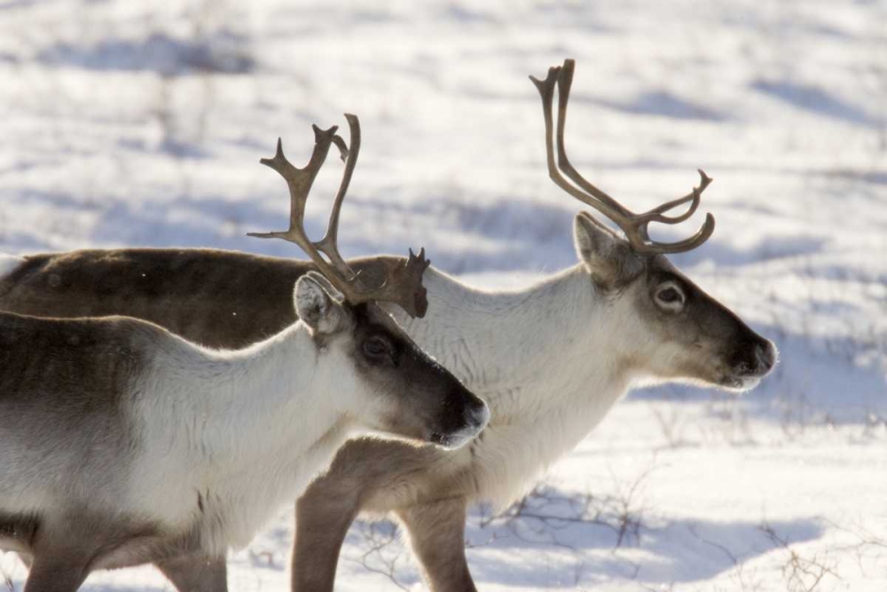 Canada, Manitoba, Hudson Bay Two caribou art print by Wendy Kaveney for $57.95 CAD