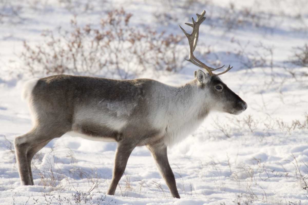 Canada, Manitoba, Caribou in snowy landscape art print by Wendy Kaveney for $57.95 CAD