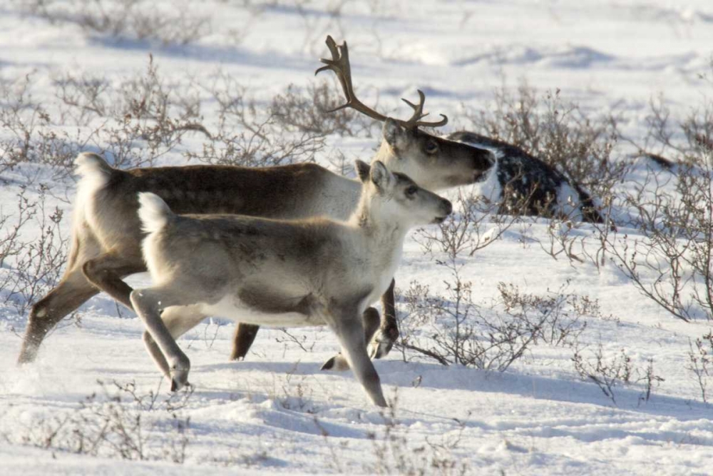 Canada, Manitoba, Caribou starting to run art print by Wendy Kaveney for $57.95 CAD