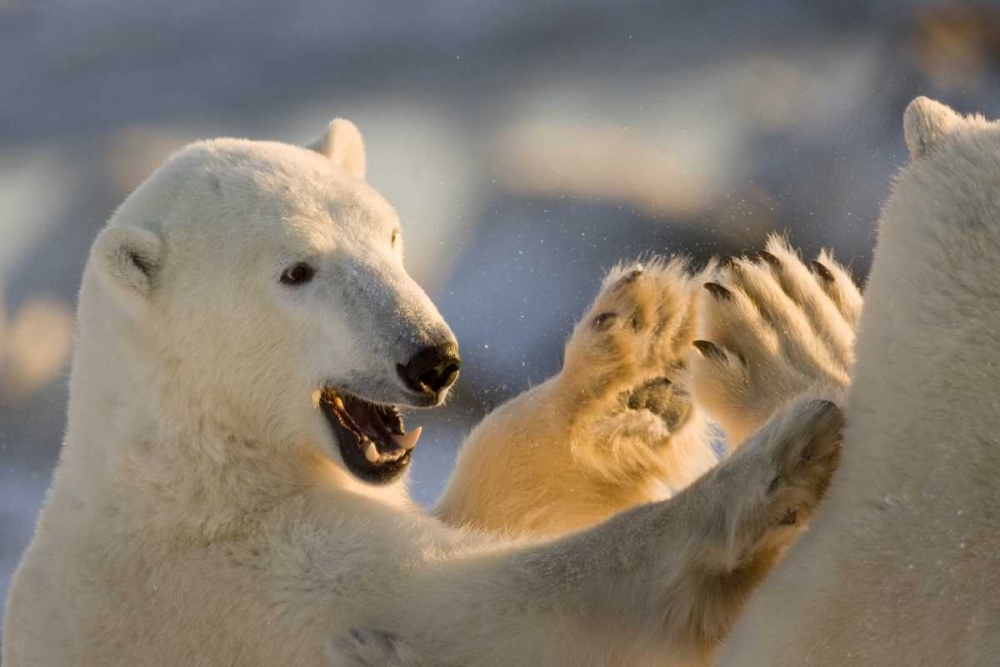 Canada, Churchill Sparring polar bears art print by Wendy Kaveney for $57.95 CAD
