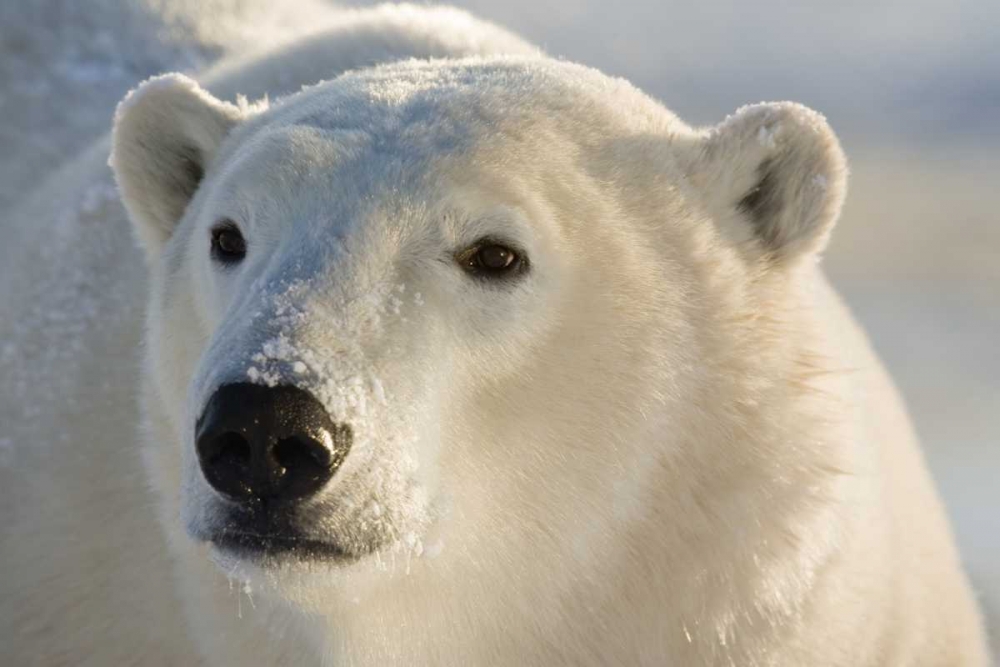 Canada, Churchill Portrait of polar bear art print by Wendy Kaveney for $57.95 CAD