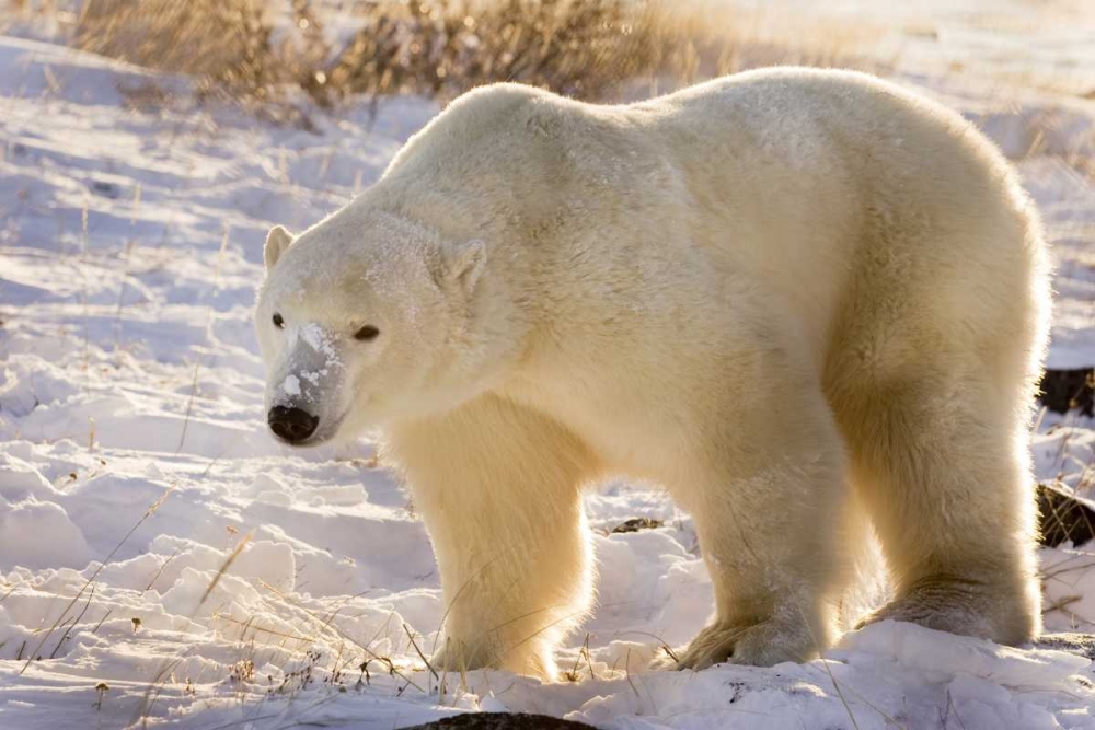 Canada, Churchill Polar bear walking in snow art print by Wendy Kaveney for $57.95 CAD