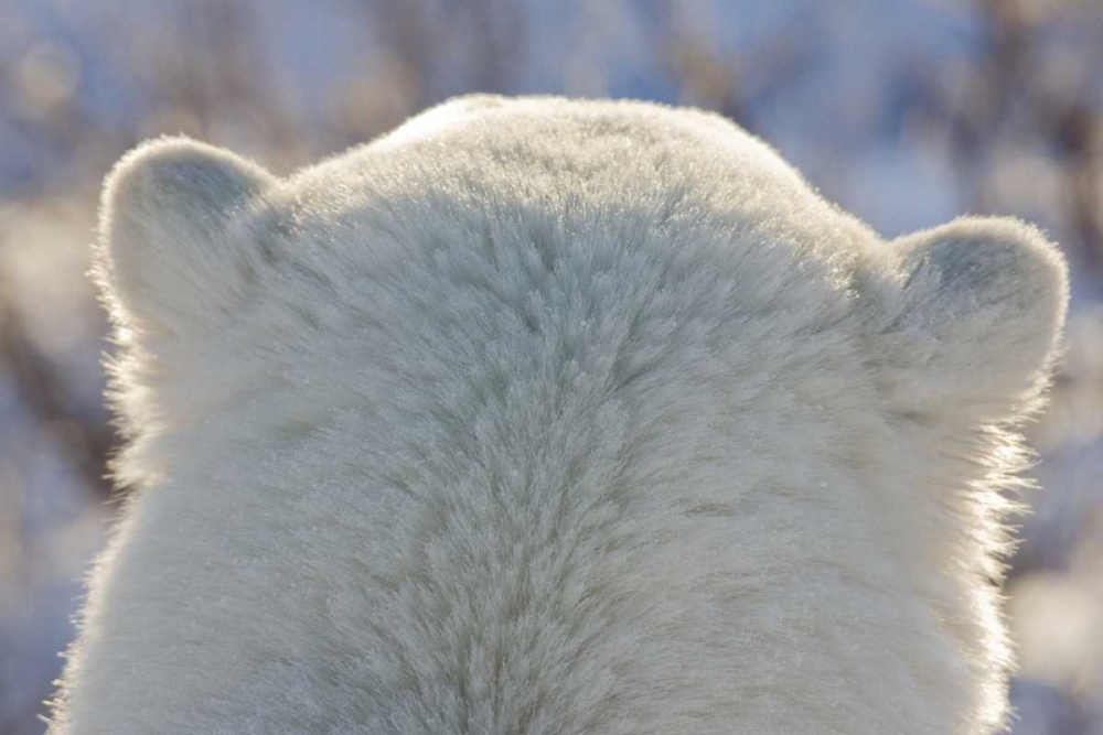 Canada, Churchill Back of polar bears head art print by Wendy Kaveney for $57.95 CAD