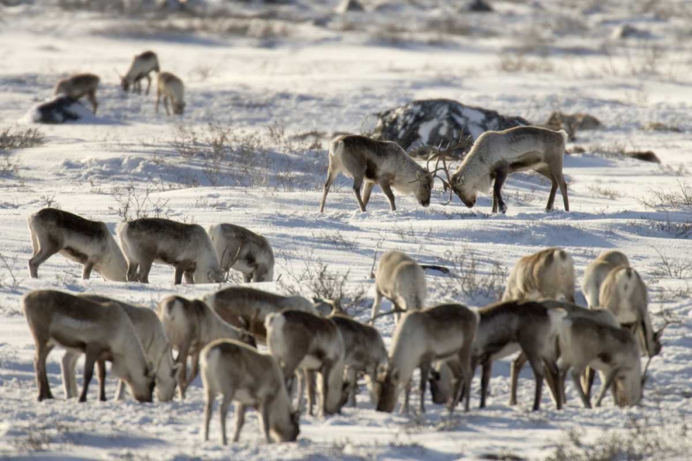 Canada, Manitoba, Two male caribou butting heads art print by Wendy Kaveney for $57.95 CAD