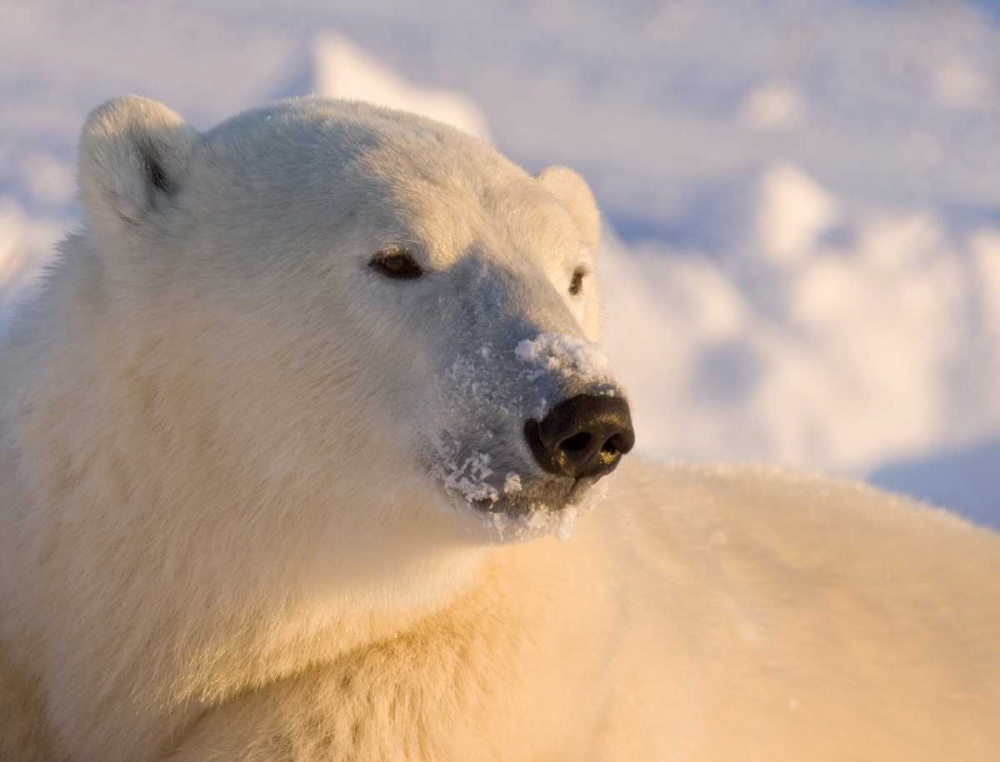 Canada, Manitoba, Churchill Polar bear art print by Wendy Kaveney for $57.95 CAD