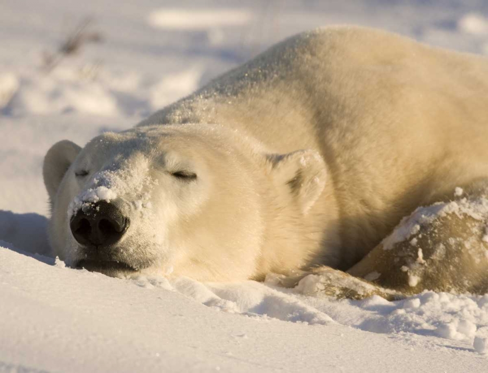 Canada, Manitoba, Churchill Sleeping polar bear art print by Wendy Kaveney for $57.95 CAD