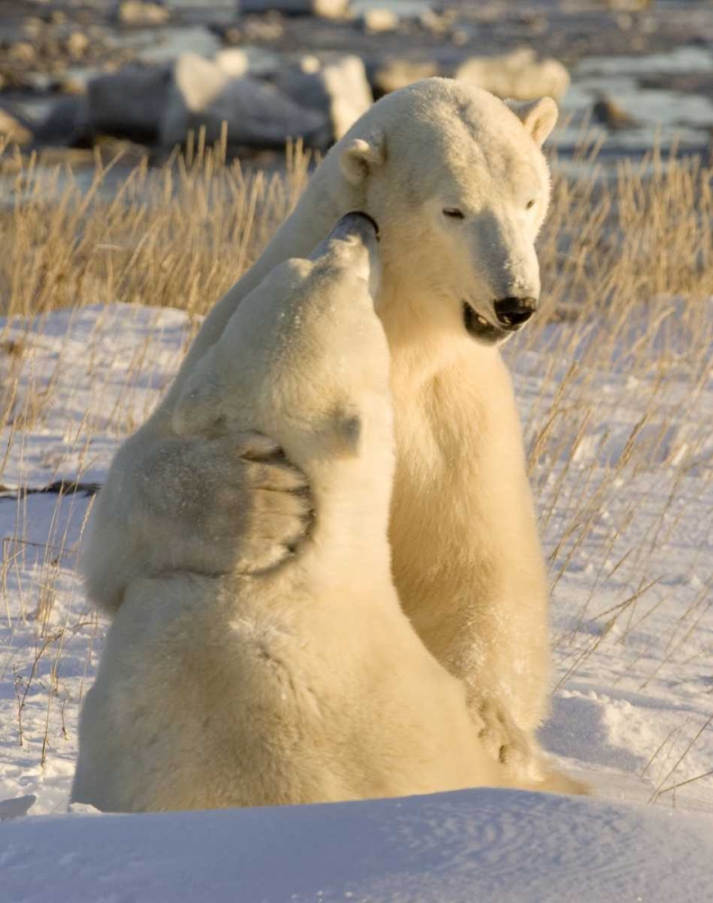 Canada, Churchill Sparring polar bears art print by Wendy Kaveney for $57.95 CAD