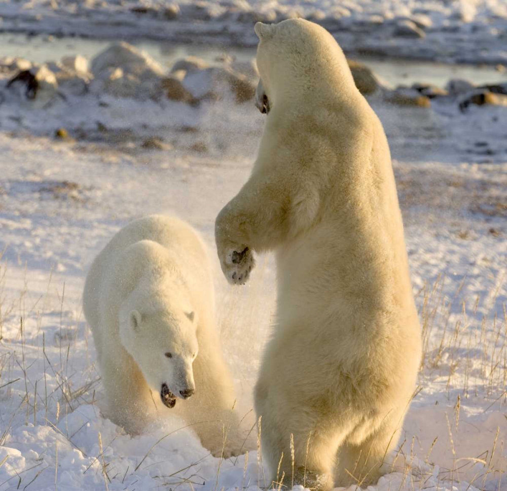 Canada, Churchill Sparring polar bears art print by Wendy Kaveney for $57.95 CAD
