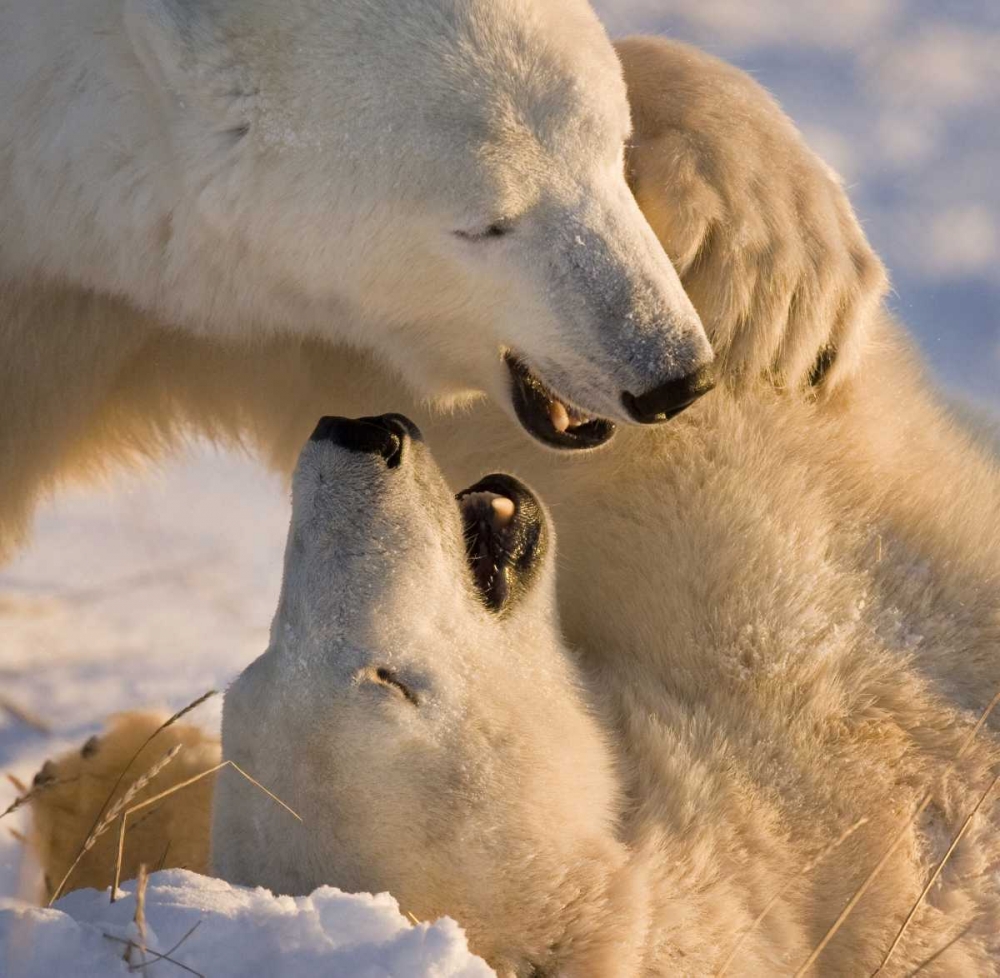 Canada, Churchill Sparring polar bears art print by Wendy Kaveney for $57.95 CAD
