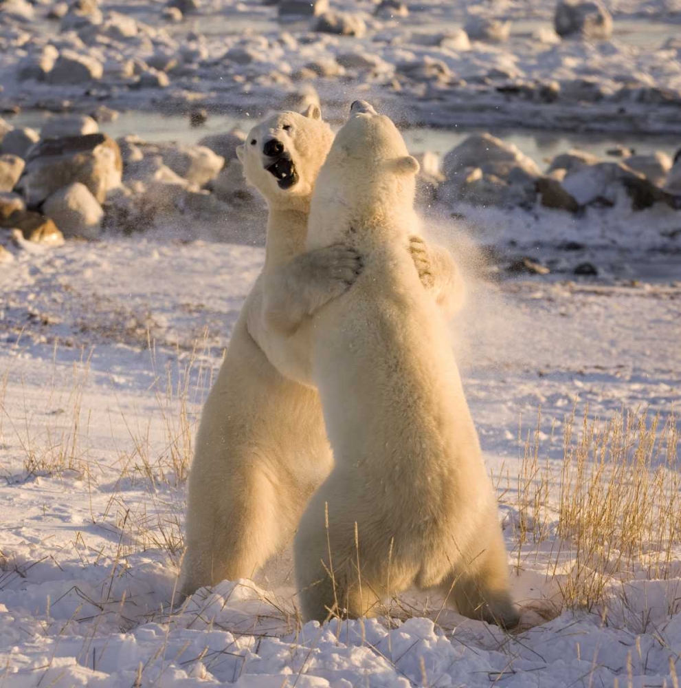 Canada, Churchill Sparring polar bears art print by Wendy Kaveney for $57.95 CAD