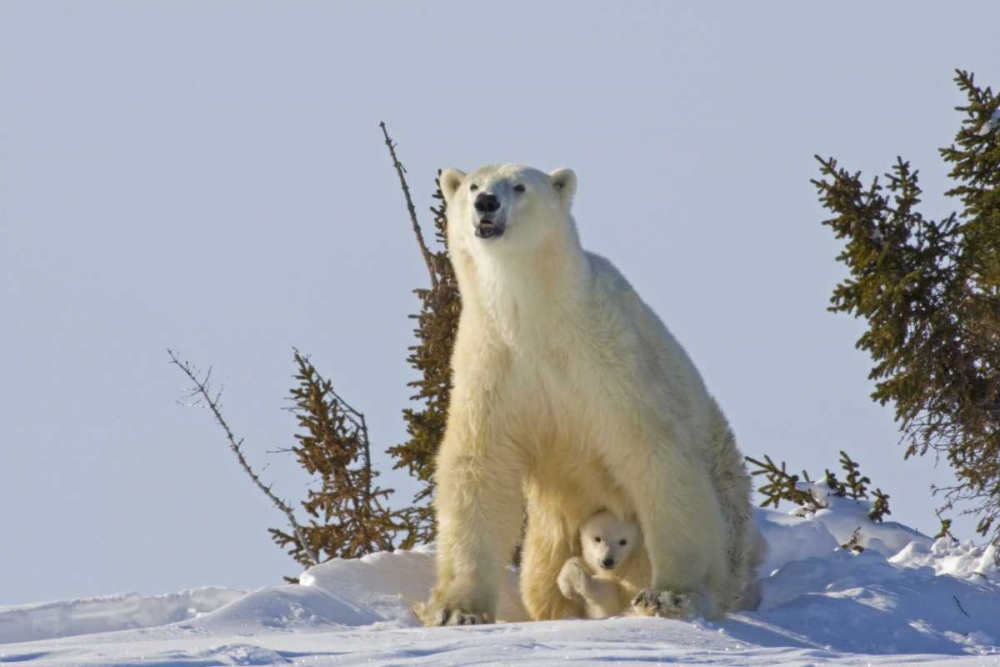 Canada, Wapusk NP Polar bear cub and mother art print by Cathy and Gordon Illg for $57.95 CAD