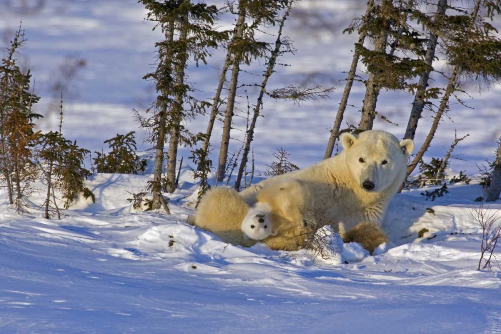 Canada, Wapusk NP Polar bear cub with its mother art print by Cathy and Gordon Illg for $57.95 CAD