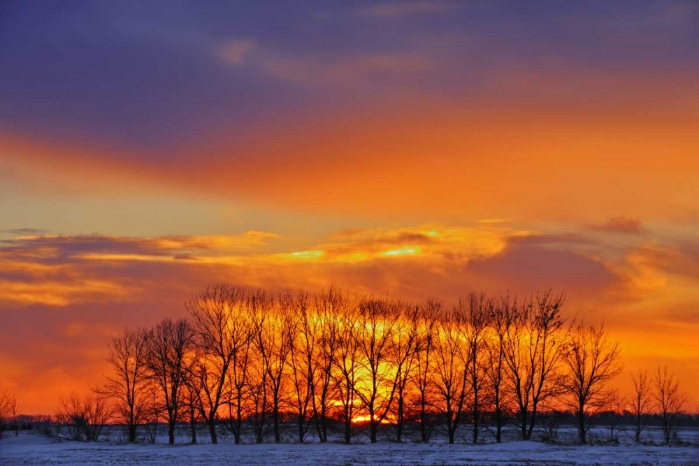 Canada, Altona Trees at sunrise on the prairie art print by Mike Grandmaison for $57.95 CAD