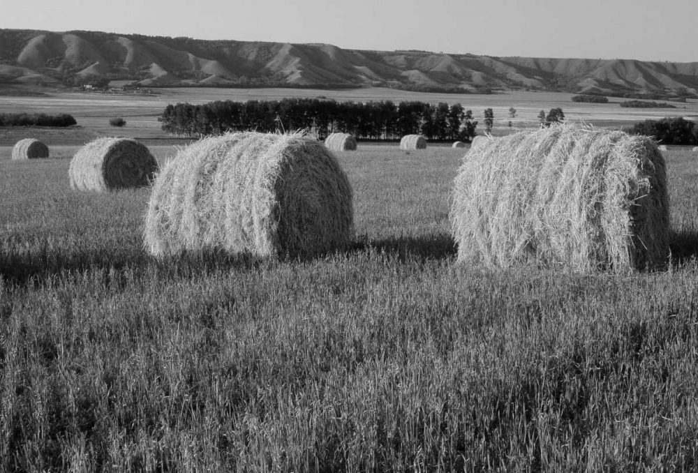 Canada, Manitoba, rolled hay bales in field art print by Mike Grandmaison for $57.95 CAD
