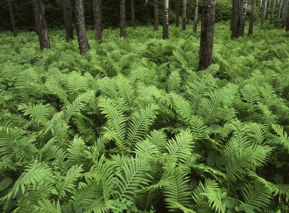 Canada, Birch River, ferns in the forest art print by Mike Grandmaison for $57.95 CAD