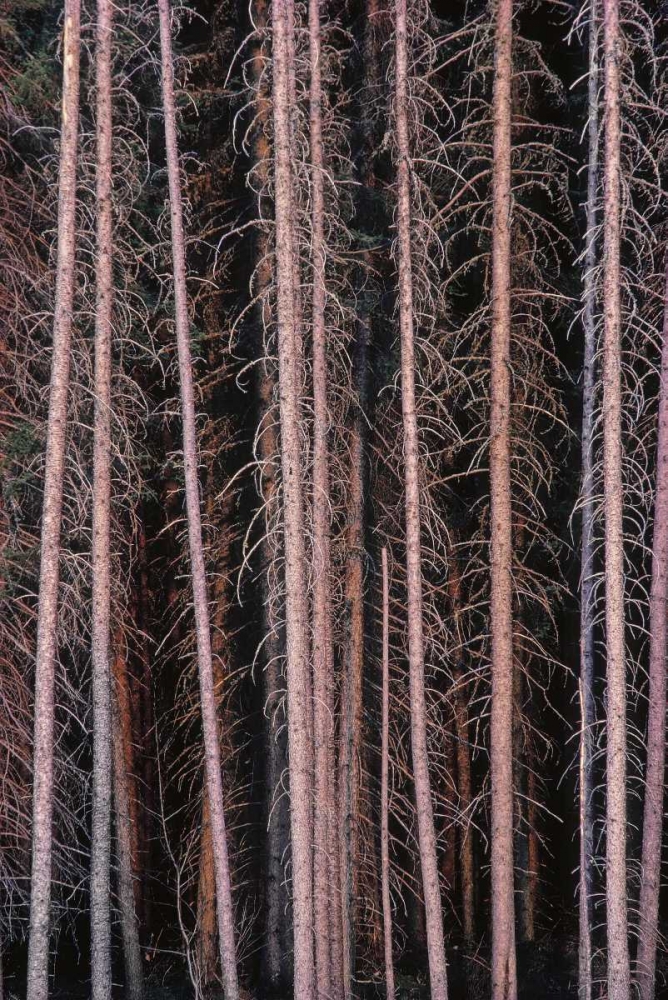 Canada, Manitoba Stark spruce trees art print by Mike Grandmaison for $57.95 CAD