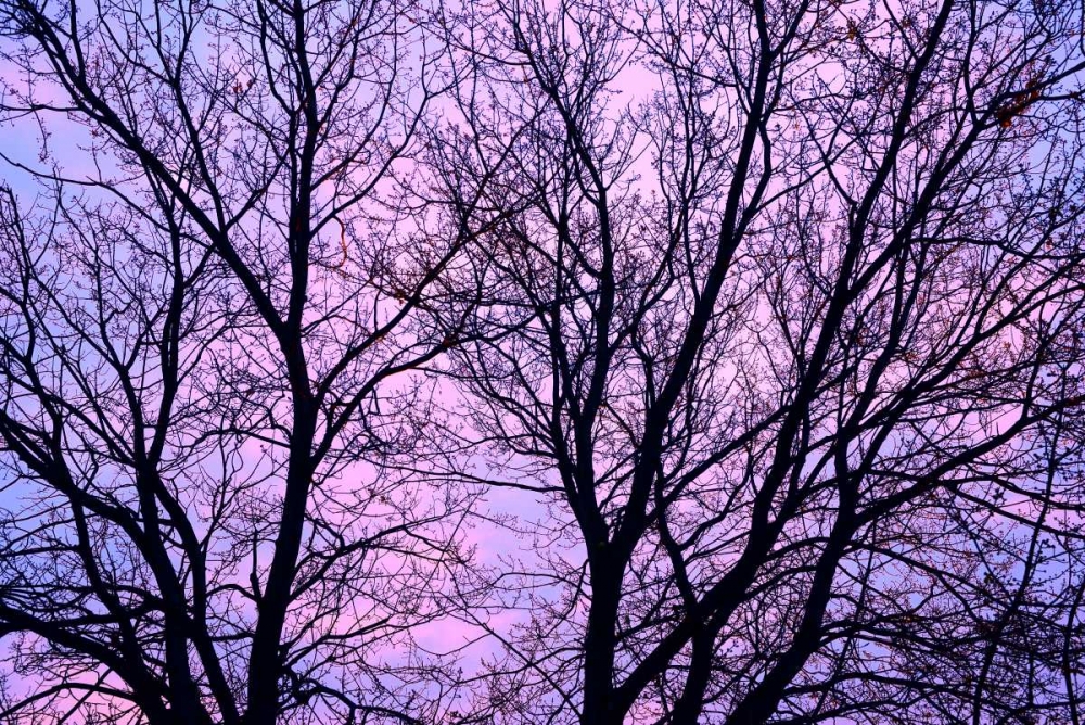 Canada, Winnipeg Branches of a sliver maple art print by Mike Grandmaison for $57.95 CAD