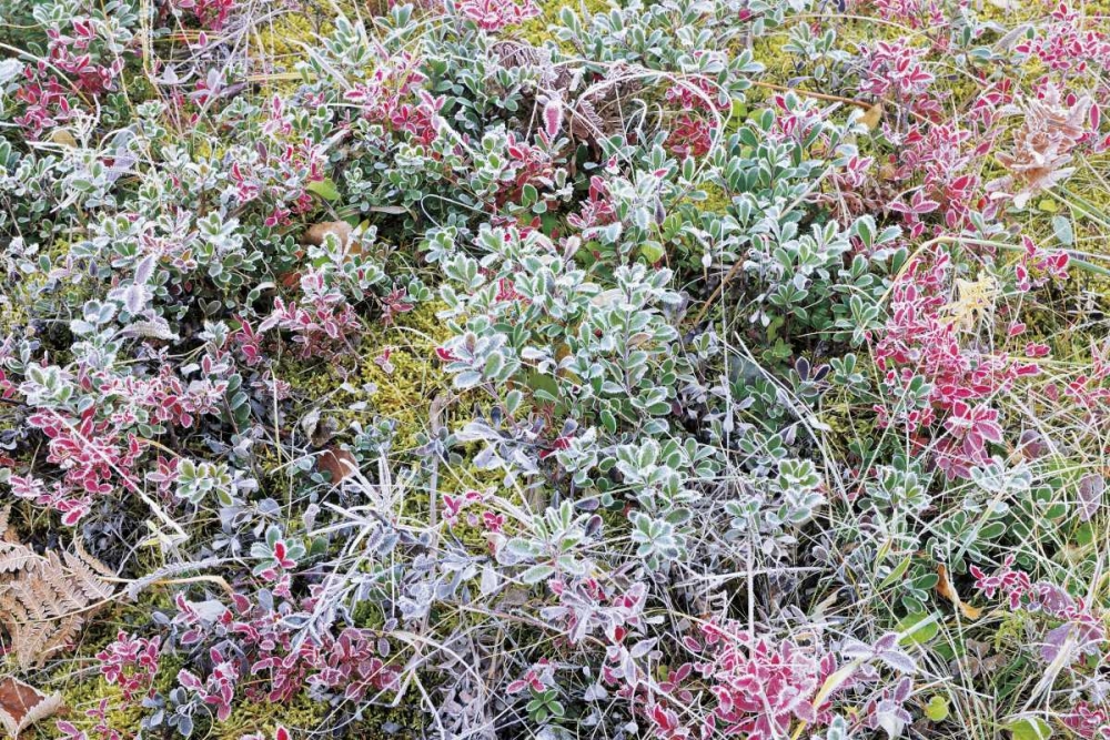 Canada, Whiteshell PP Autumn frost on plants art print by Mike Grandmaison for $57.95 CAD