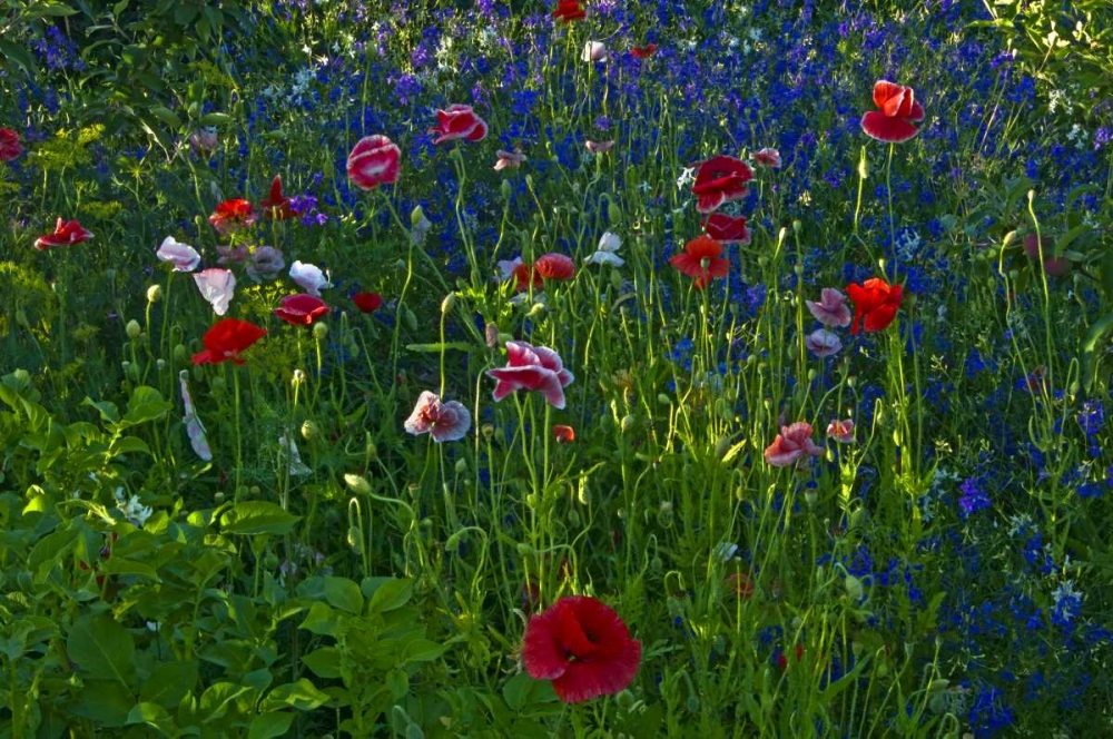 Canada, Manitoba, Brandon Garden flowers art print by Mike Grandmaison for $57.95 CAD