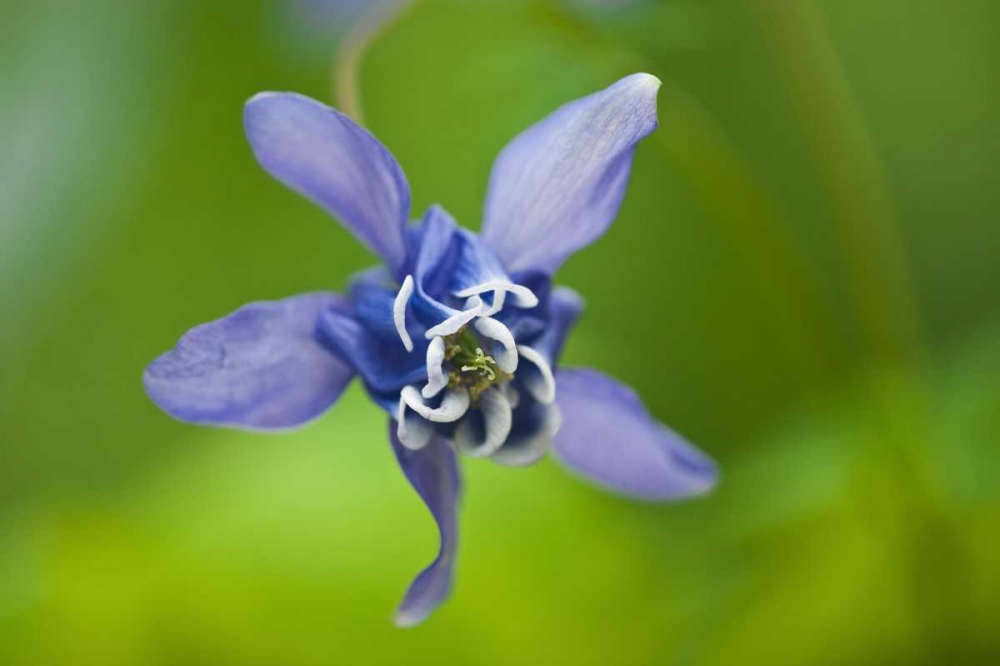 Canada, Manitoba, Winnipeg Blue columbine flower art print by Mike Grandmaison for $57.95 CAD