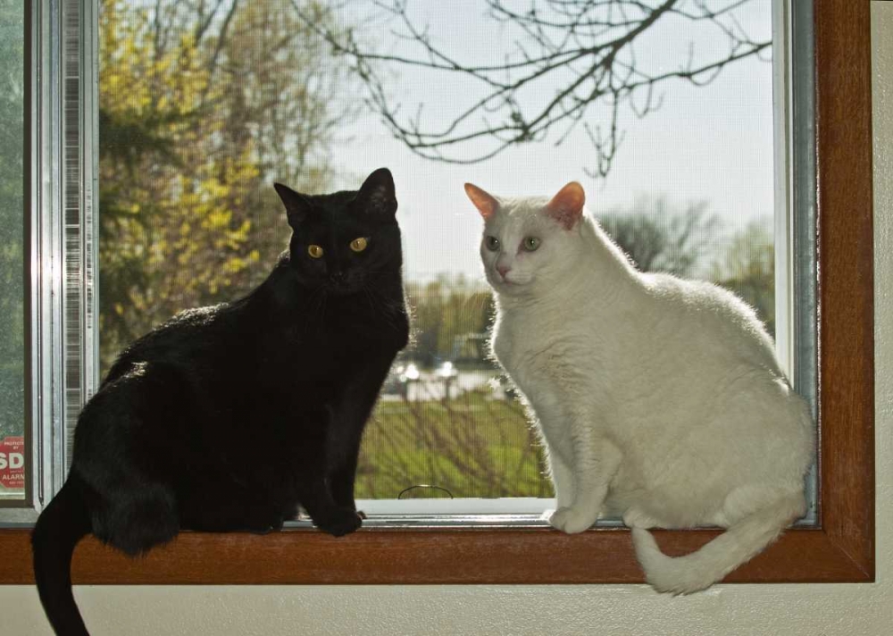 Canada, Winnipeg Black and white house cats art print by Mike Grandmaison for $57.95 CAD