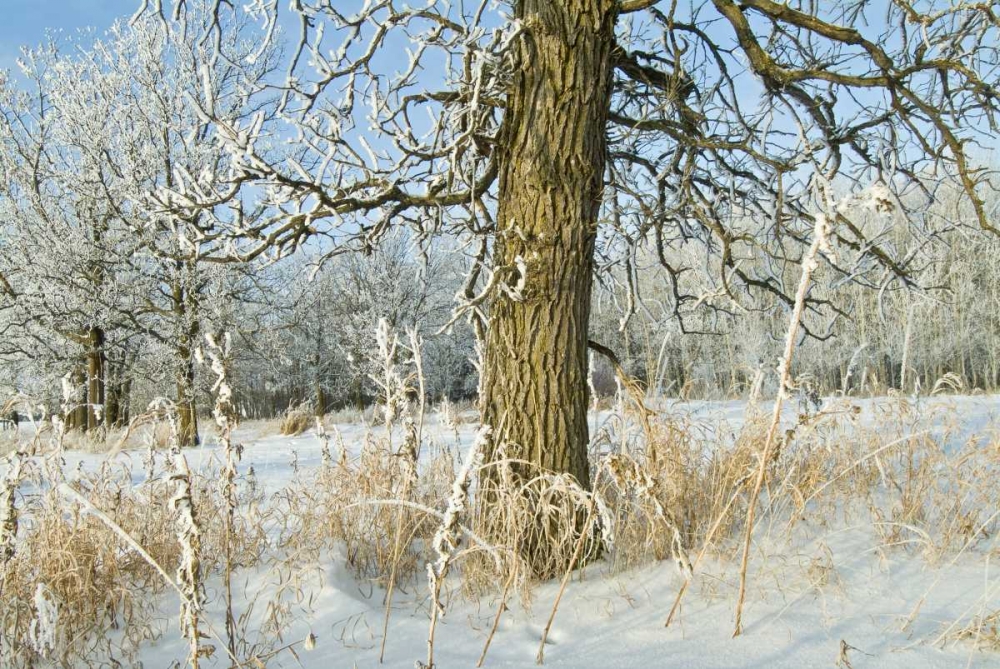 Canada, Winnipeg Hoarfrost at Seine River edge art print by Mike Grandmaison for $57.95 CAD