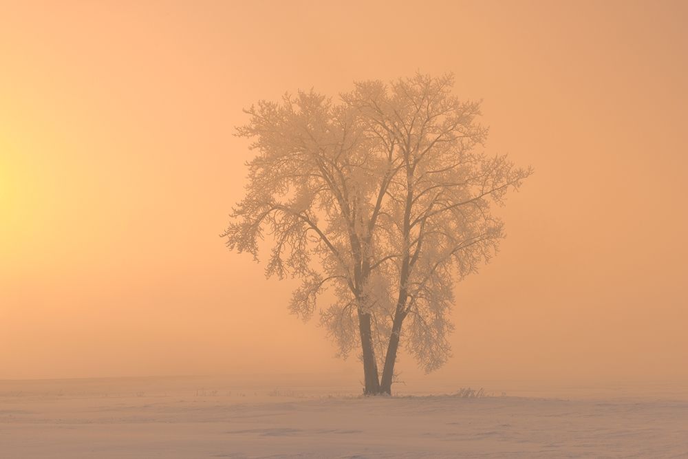 Canada-Manitoba-Dugald Hoarfrost covered cottonwood tree in fog at sunrise art print by Jaynes Gallery for $57.95 CAD