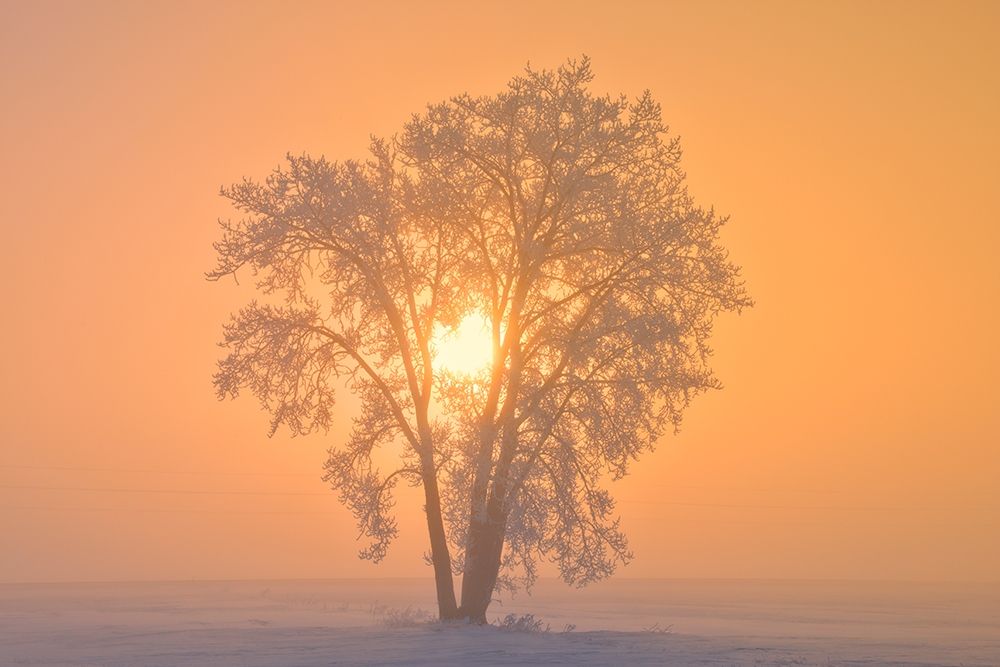 Canada-Manitoba-Dugald Hoarfrost covered cottonwood tree in fog at sunrise art print by Jaynes Gallery for $57.95 CAD
