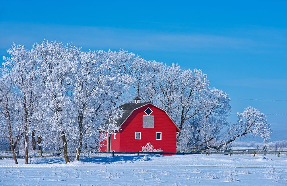Canada-Manitoba-Deacons Corner Red barn surrounded by trees covered with hoarfrost art print by Jaynes Gallery for $57.95 CAD