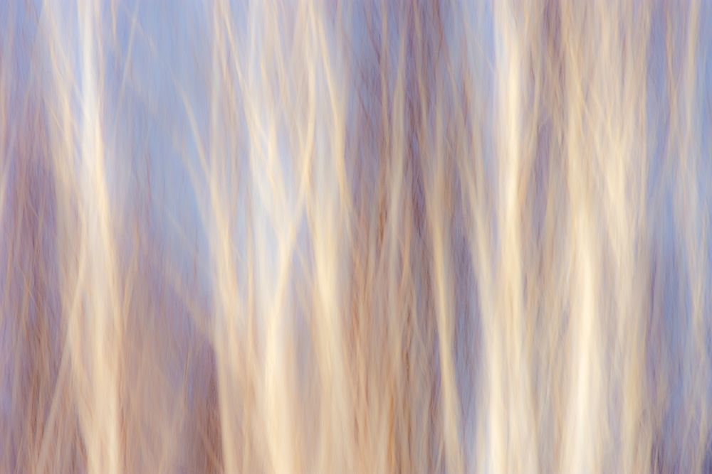Canada-Manitoba-Sandilands Provincial Forest Forest abstract art print by Jaynes Gallery for $57.95 CAD