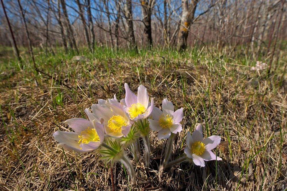 Canada-Manitoba-Prairie crocus in spring art print by Jaynes Gallery for $57.95 CAD